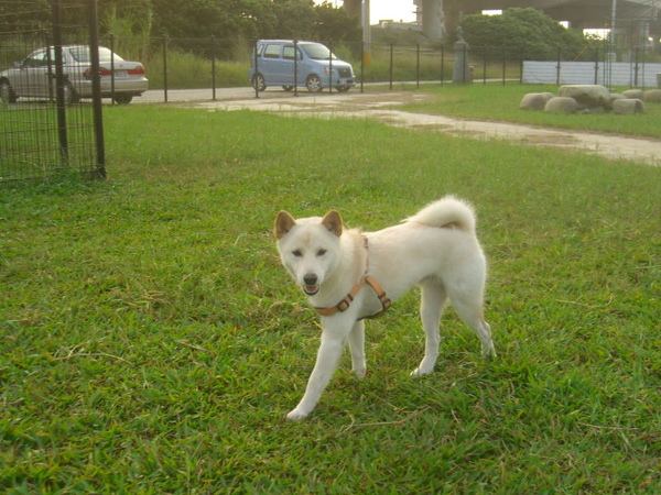 新竹狗狗公園05.JPG