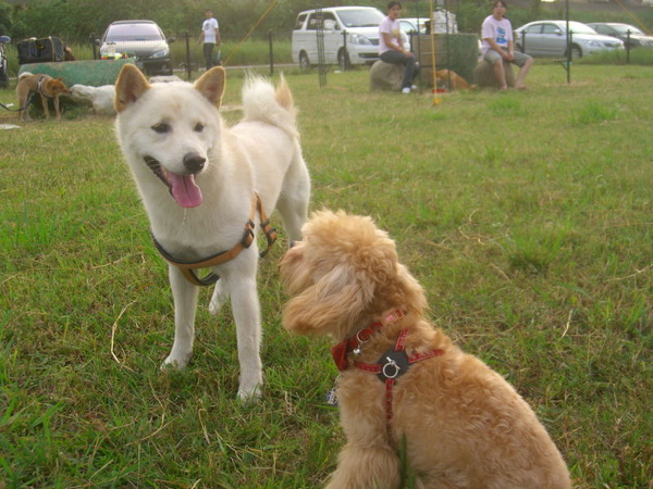 新竹狗狗公園16.JPG