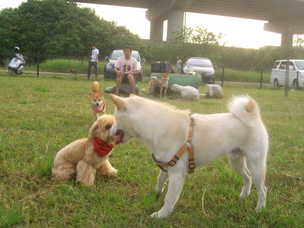 新竹狗狗公園18.JPG