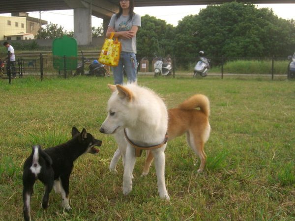 新竹狗狗公園21.JPG