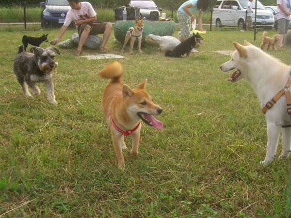 新竹狗狗公園27.JPG