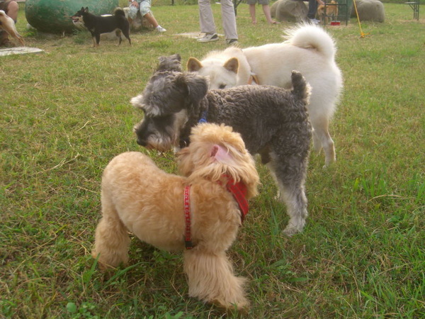 新竹狗狗公園28.JPG