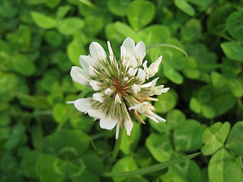 幸運草的花