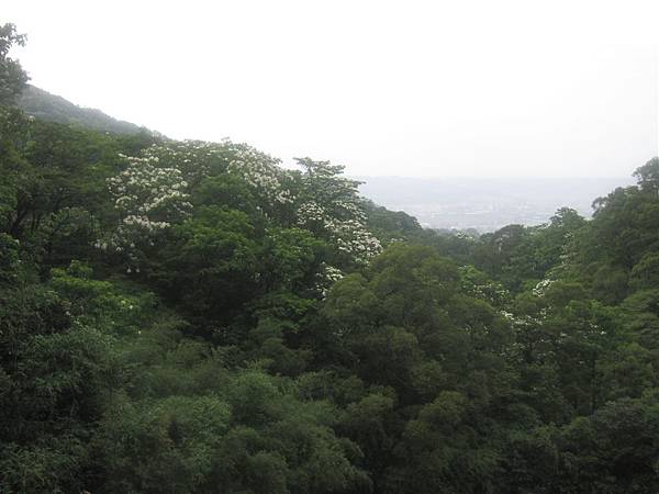 20100501土城桐花節-005.JPG