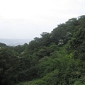 20100501土城桐花節-006.JPG