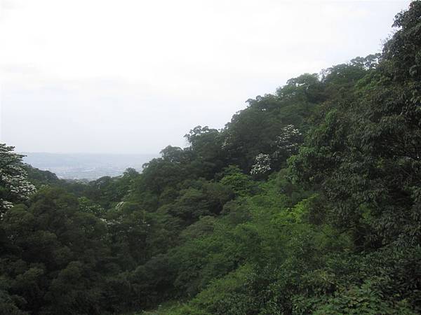 20100501土城桐花節-007.JPG