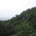 20100501土城桐花節-007.JPG