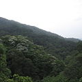 20100501土城桐花節-009.JPG