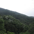 20100501土城桐花節-010.JPG