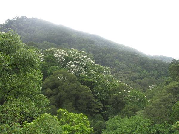 20100501土城桐花節-011.JPG