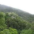 20100501土城桐花節-011.JPG