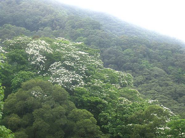 20100501土城桐花節-012.JPG