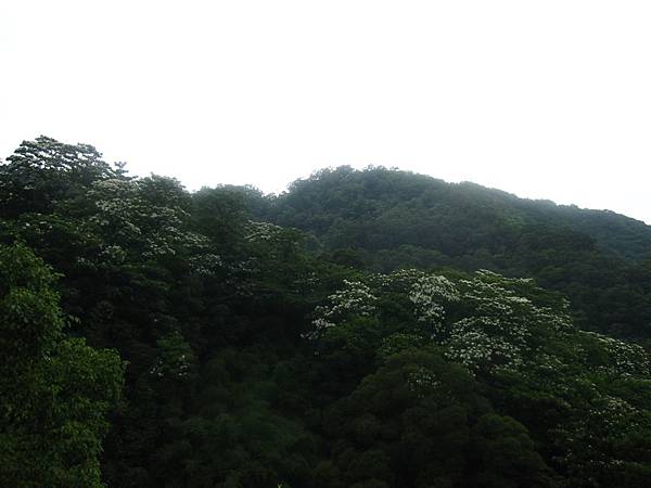 20100501土城桐花節-013.JPG