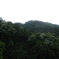 20100501土城桐花節-013.JPG