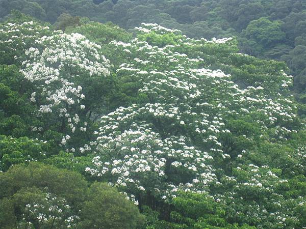 20100501土城桐花節-014.JPG