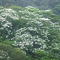 20100501土城桐花節-014.JPG