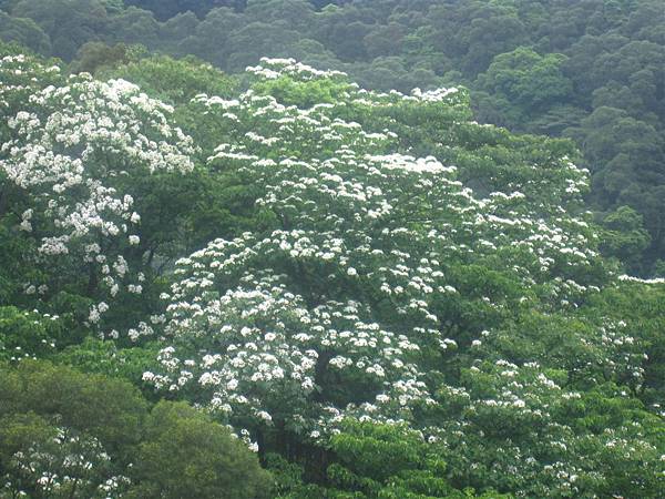 20100501土城桐花節-015.JPG