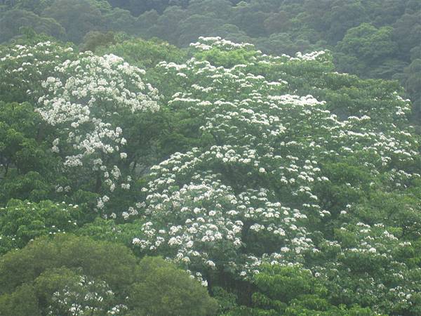 20100501土城桐花節-016.JPG