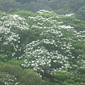 20100501土城桐花節-016.JPG