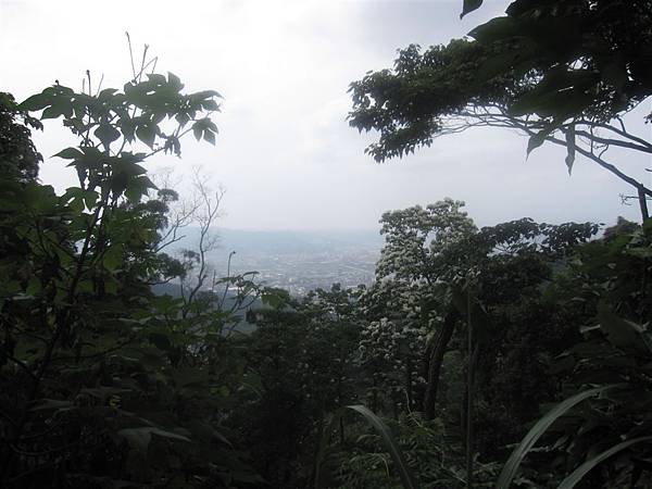 20100501土城桐花節-040.JPG