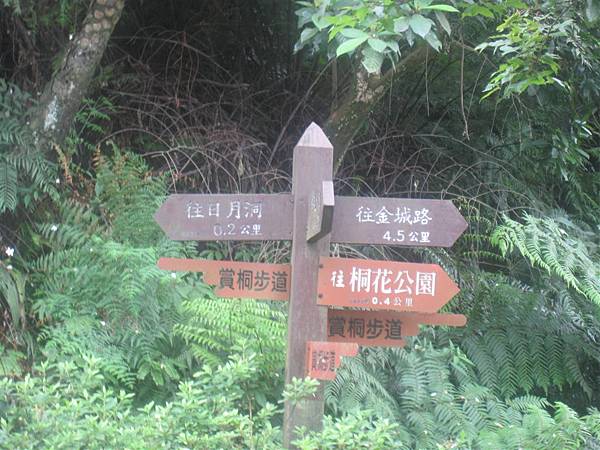 20100501土城桐花節-042.JPG