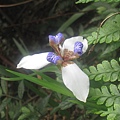 20100501土城桐花節-049.JPG