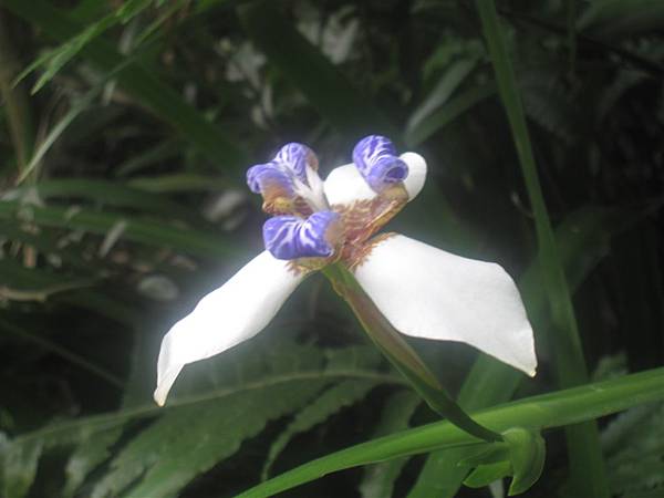 20100501土城桐花節-050.JPG