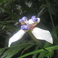 20100501土城桐花節-050.JPG