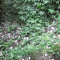 20100501土城桐花節-062.JPG