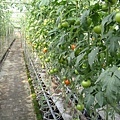 牛番茄設施2.jpg