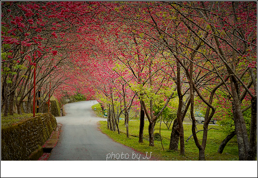 鳴鳳山櫻花 (2).jpg