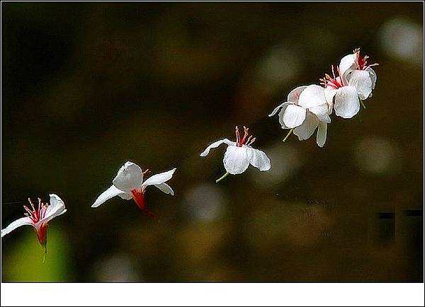 相依相偎 油桐花2