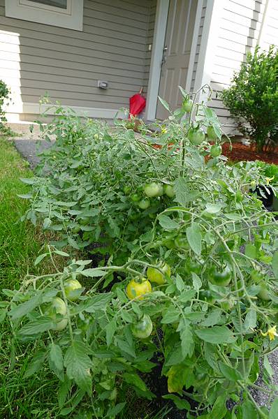 i grow tomatos...