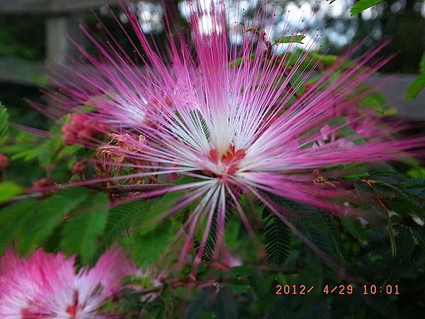 20120429阿愷龍潭桐花遊38