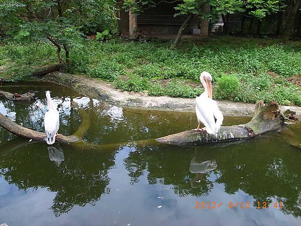 20120610專科同學去動物園73