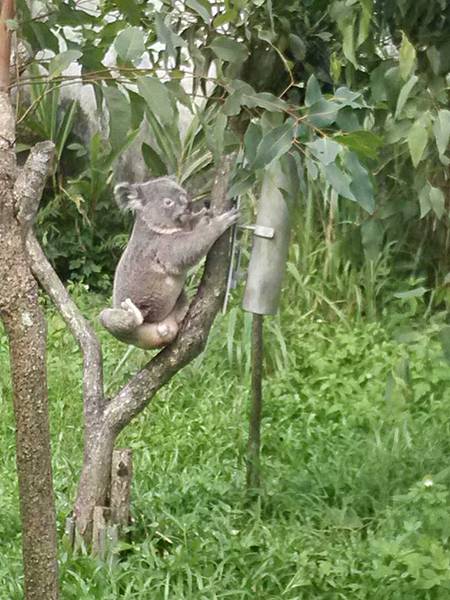 20131013動物園路跑w姍83.jpg