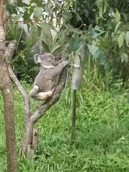 20131013動物園路跑w姍84.jpg