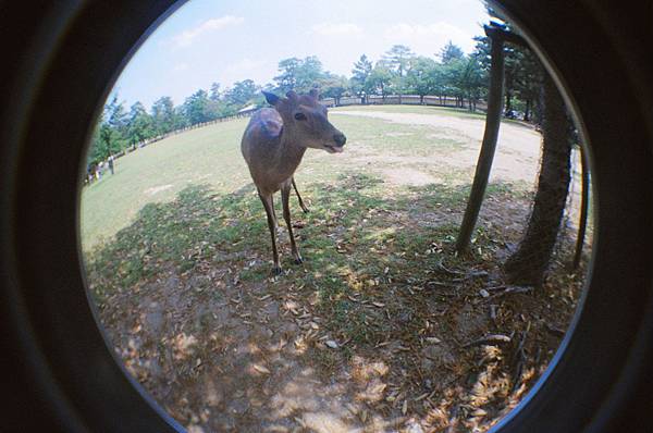 20140531京都lomo18.jpg