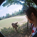 20140531京都lomo19.jpg