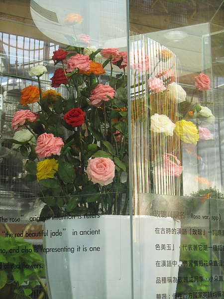 20110226蕭寶貝7個月逛花博27.JPG