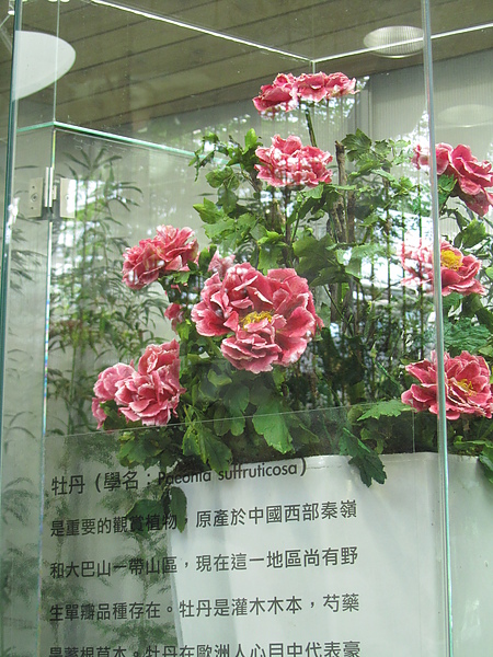 20110226蕭寶貝7個月逛花博26.JPG