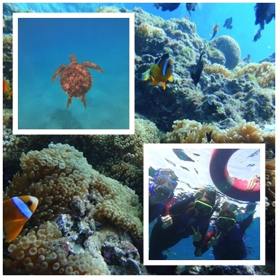 snorkeling.jpg snorkeling.jpg