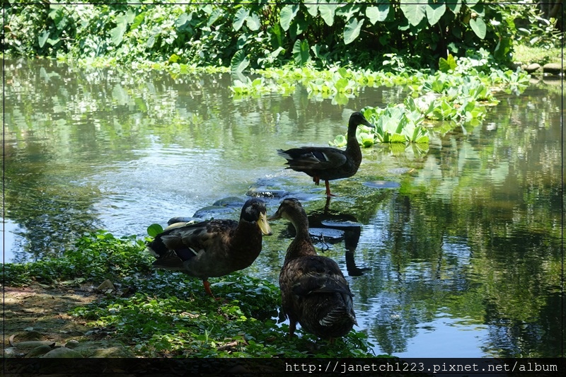 桃園八德碑塘自然生態公園