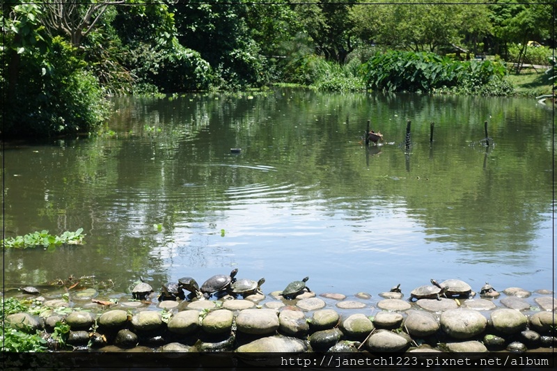 桃園八德碑塘自然生態公園