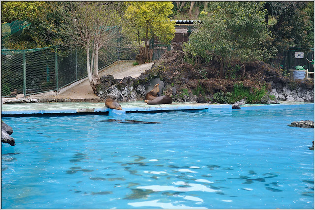 9 大阪 天王寺zoo 海驢