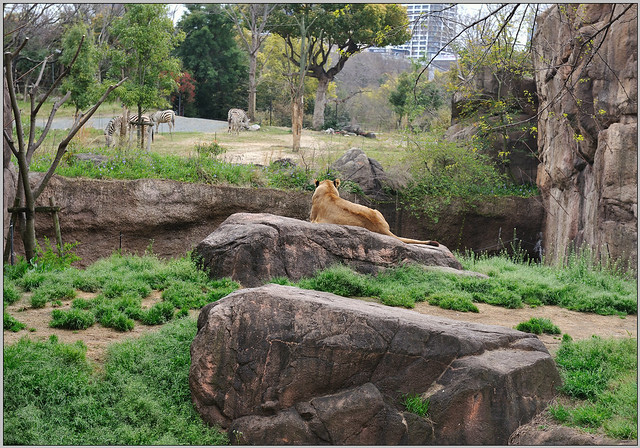 28 大阪 天王寺zoo 獅子