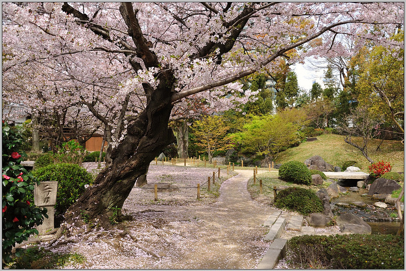 19 大阪 四天王寺 櫻花