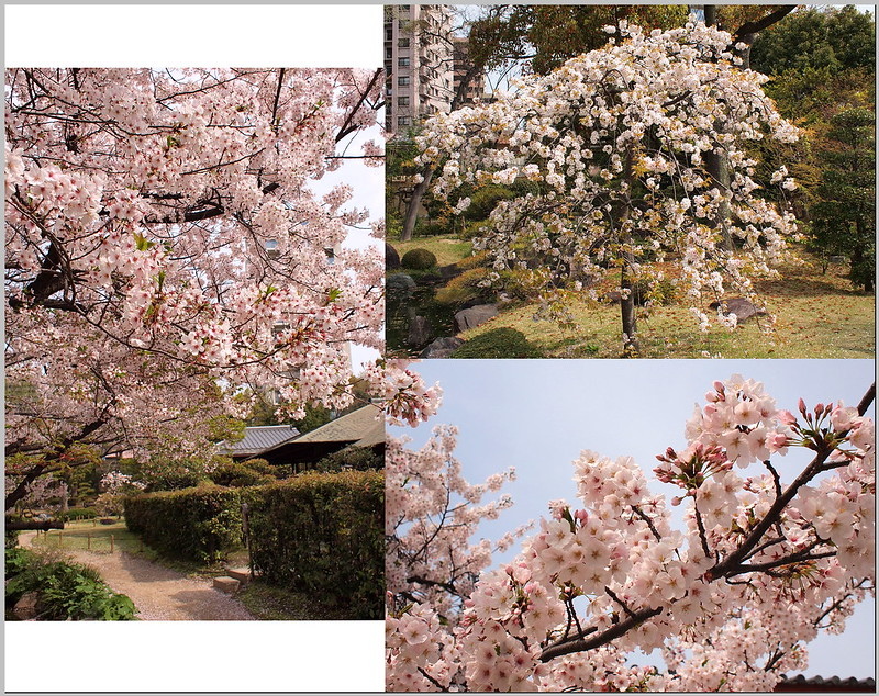 22 大阪 四天王寺 櫻花