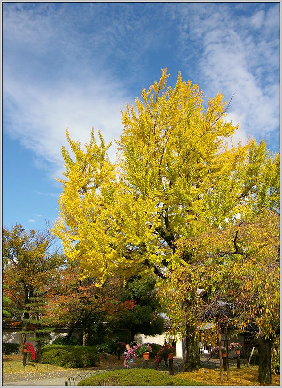 9 大阪城公園 銀杏樹