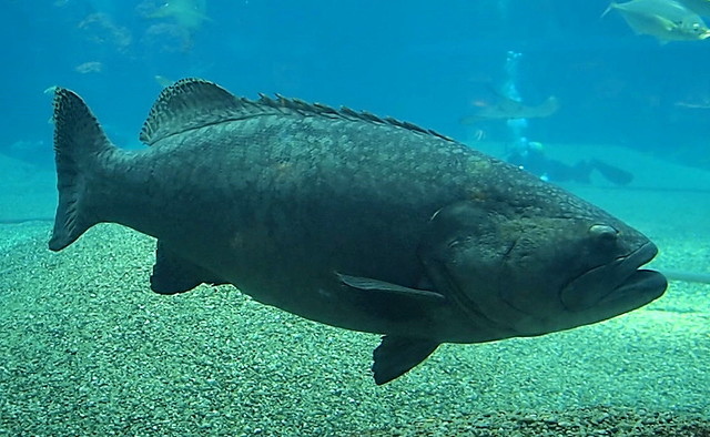 14 大阪海遊館 褐石斑魚